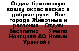 Отдам британскую кошку окрас вискас в добрые руки - Все города Животные и растения » Отдам бесплатно   . Ямало-Ненецкий АО,Новый Уренгой г.